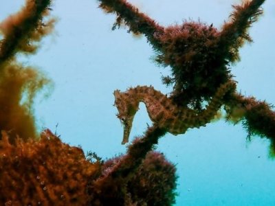 A small seahorse hanging off a seaweed covered fence underwater